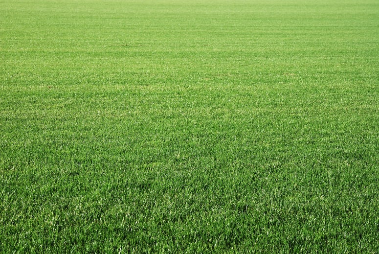 Green Lawn